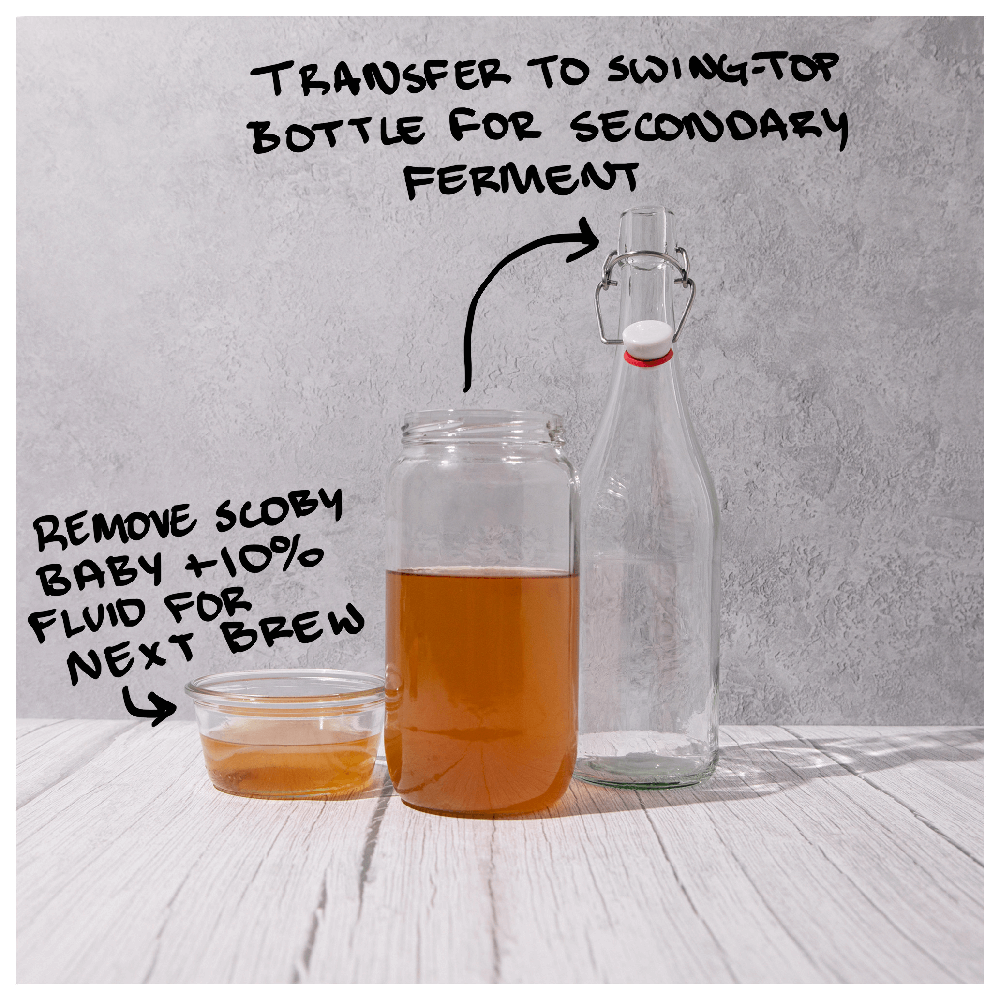 Big Blighty Baby Kombucha Starter Kit (to make 3L) - Functional Drinks Club