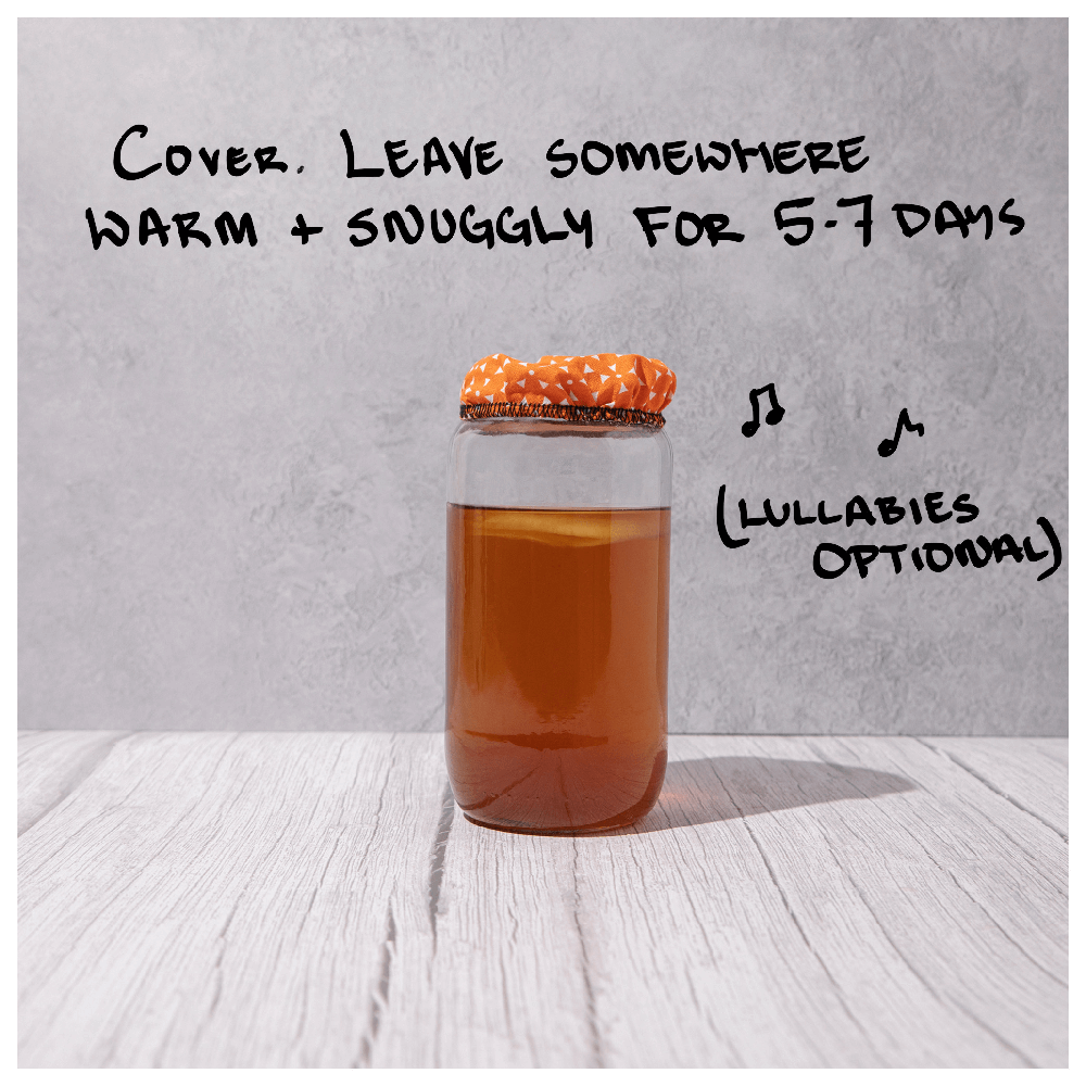 Big Blighty Baby Kombucha Starter Kit (to make 3L) - Functional Drinks Club